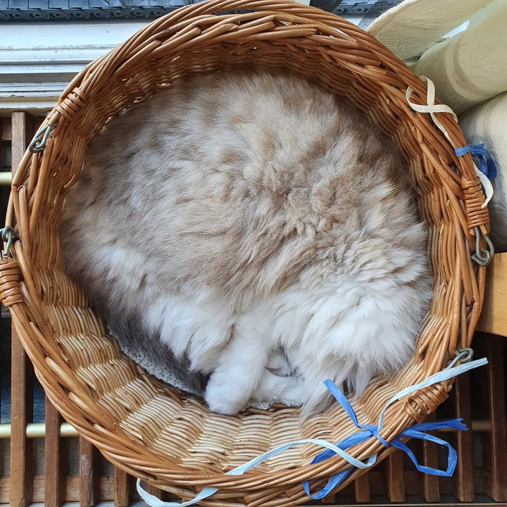 Ragdoll sleeping