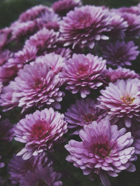 papéis de parede groundcover, flower