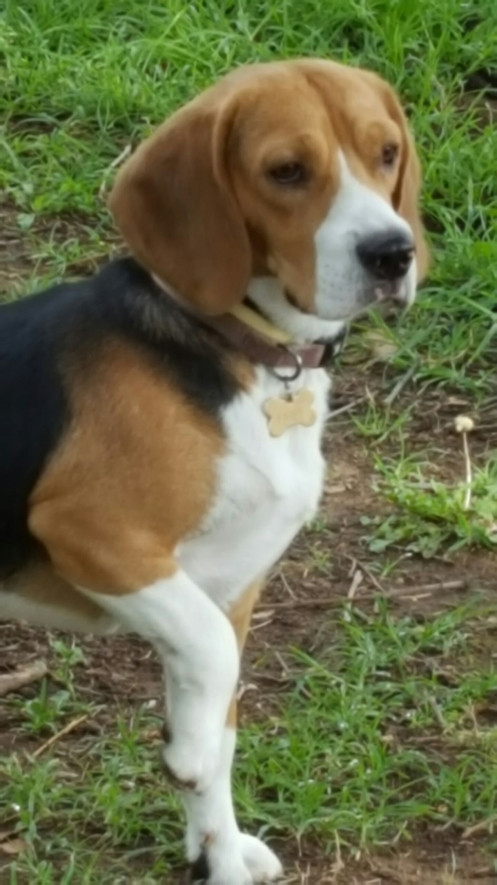 Duke