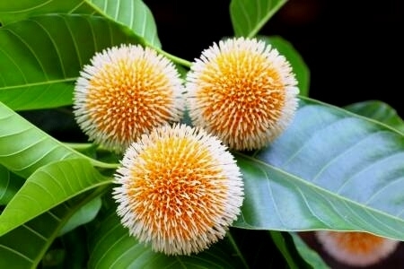 kodom flowers