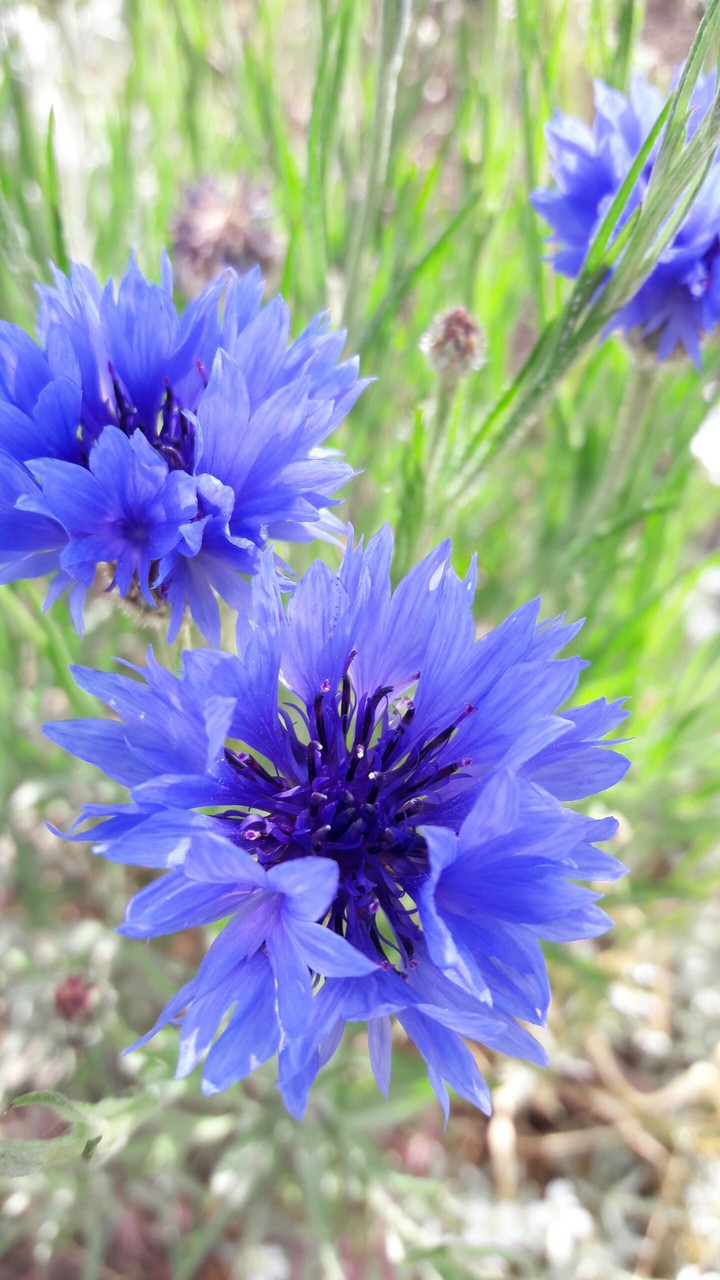 Knapweed