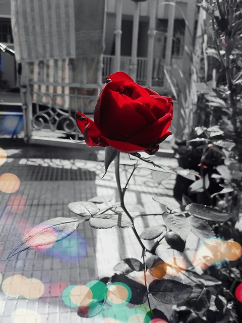 Rose's
