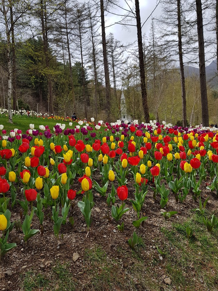 Tulip