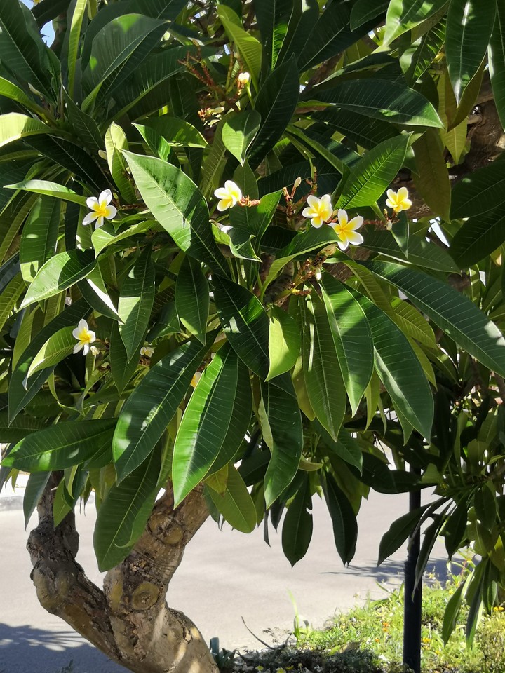 magic tree