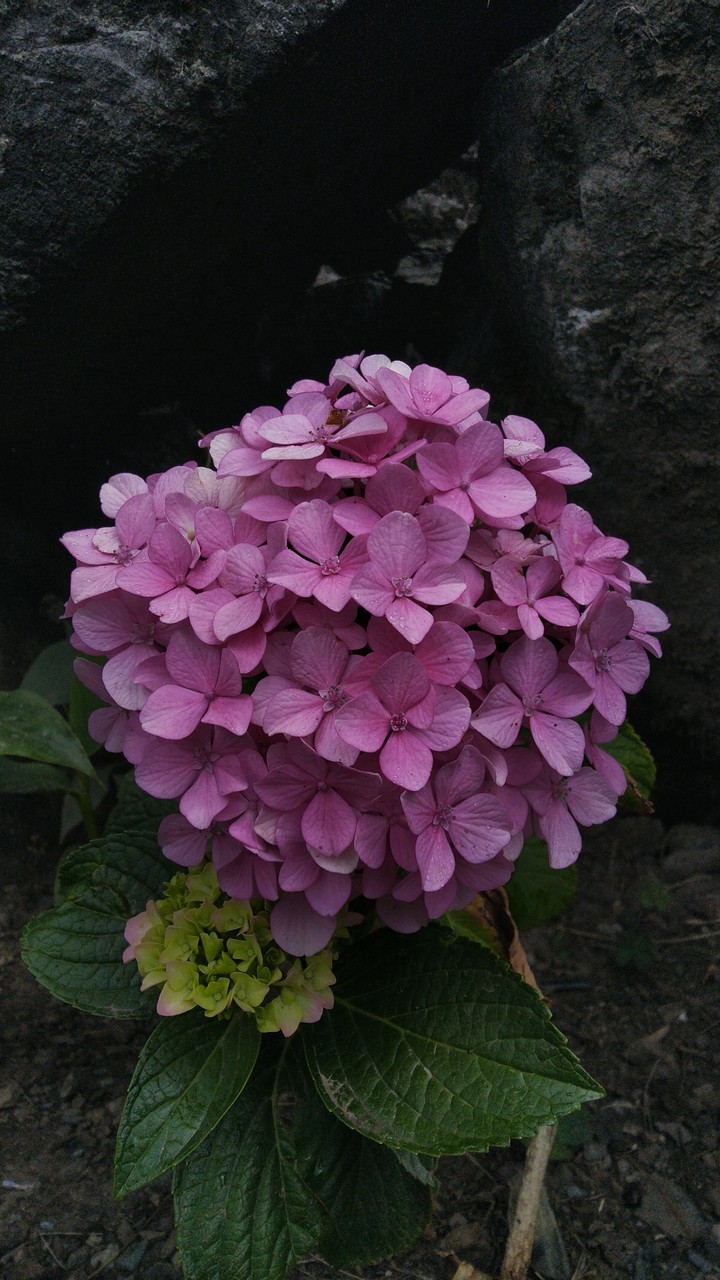 flowers..