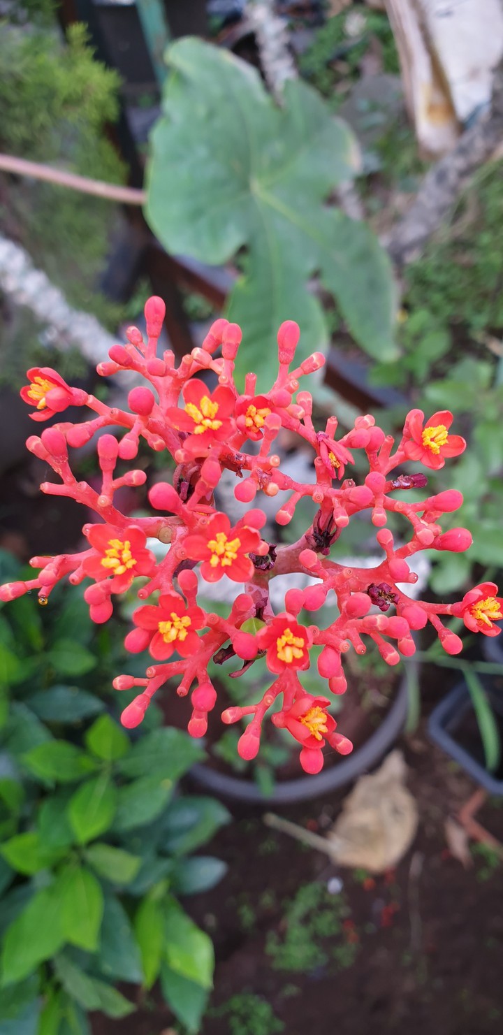 Sweet flower