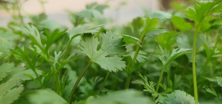 Green is Peace