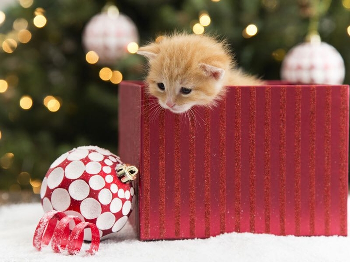 gatino
