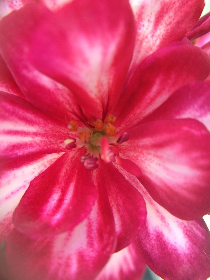Petunia