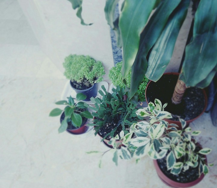 plants