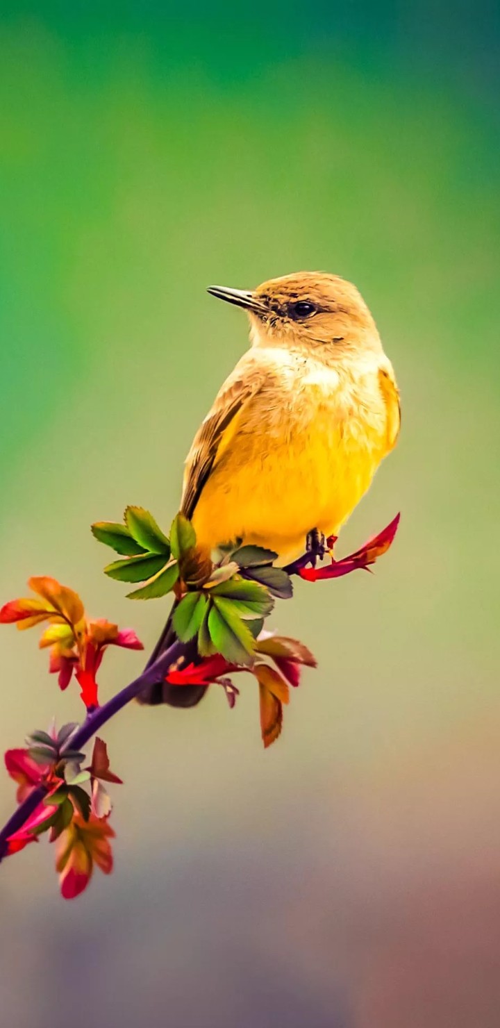 Bird☆☆