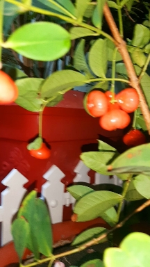 homegrown plums