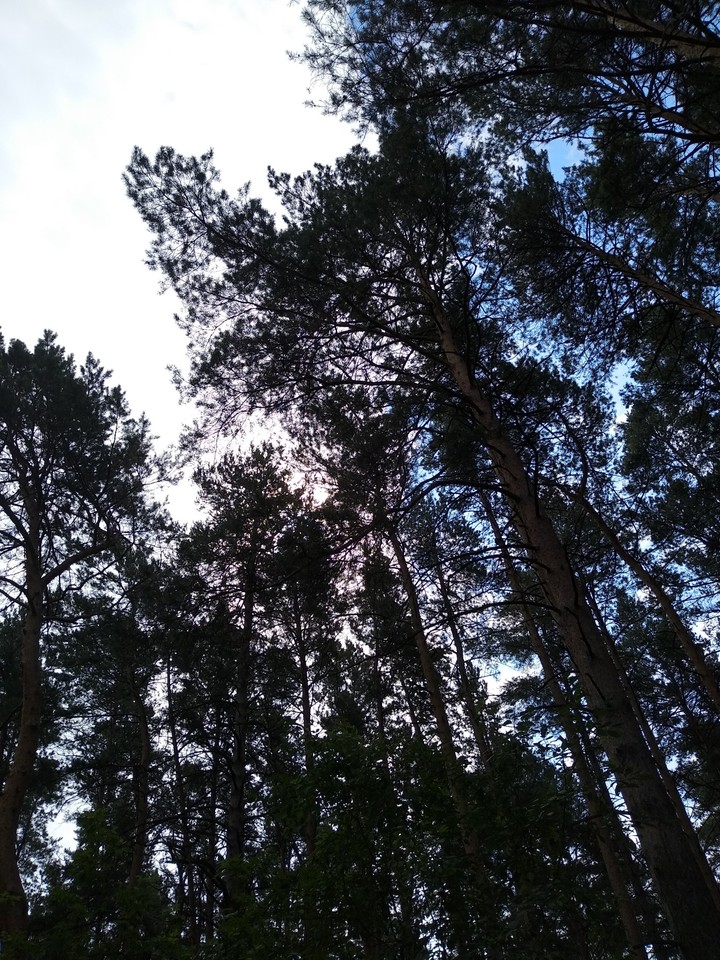 The great pines