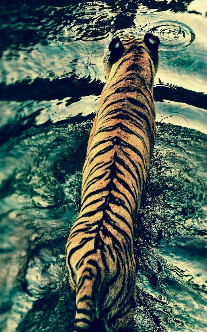 tiger 