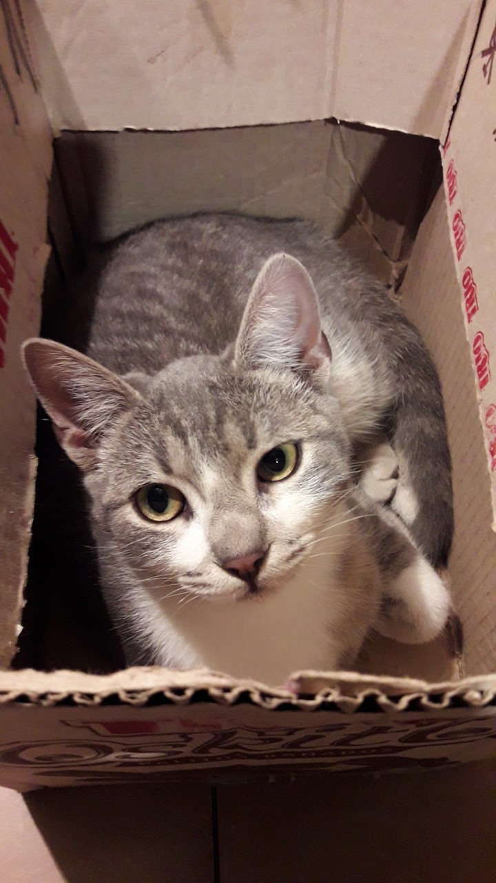 Gato