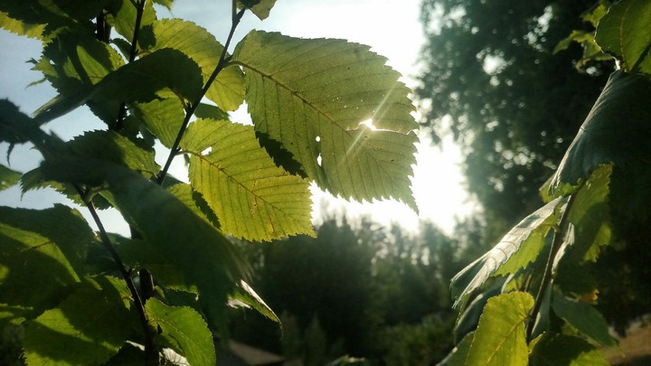 Green leaves