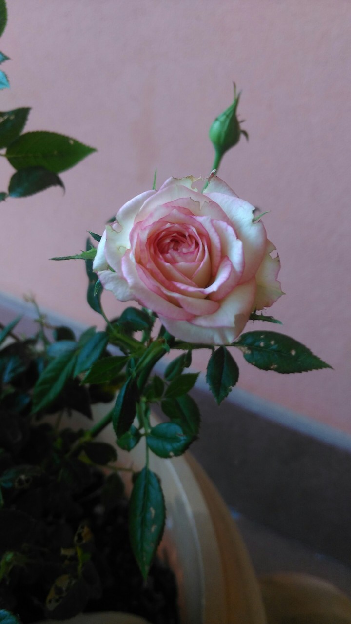 rose