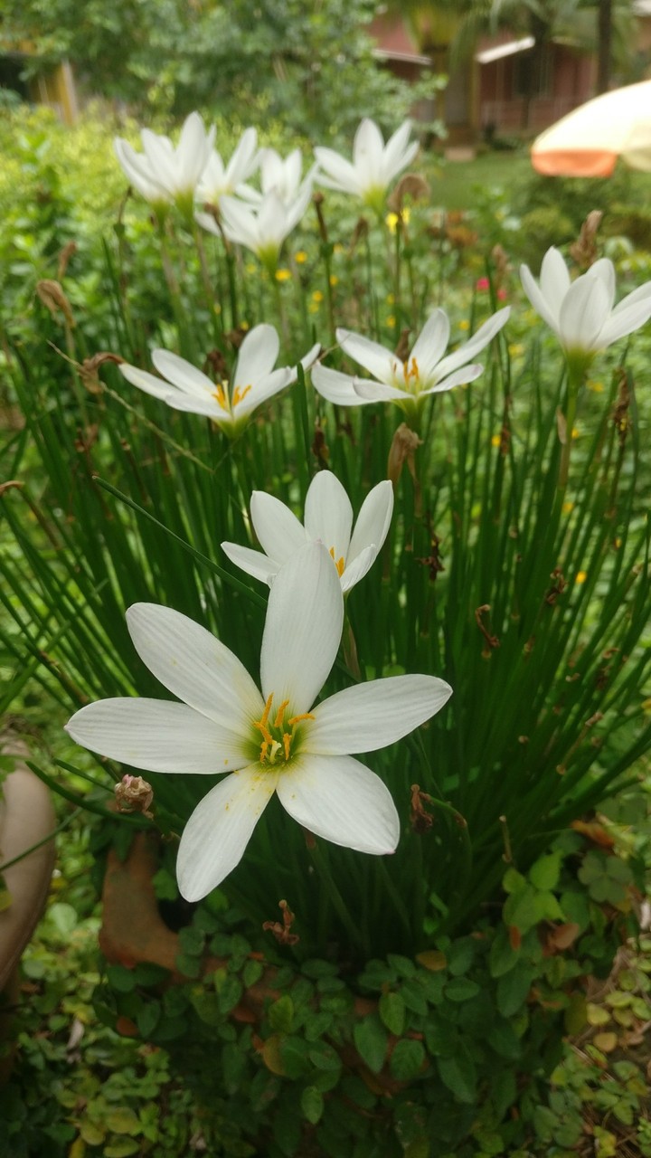 Flower