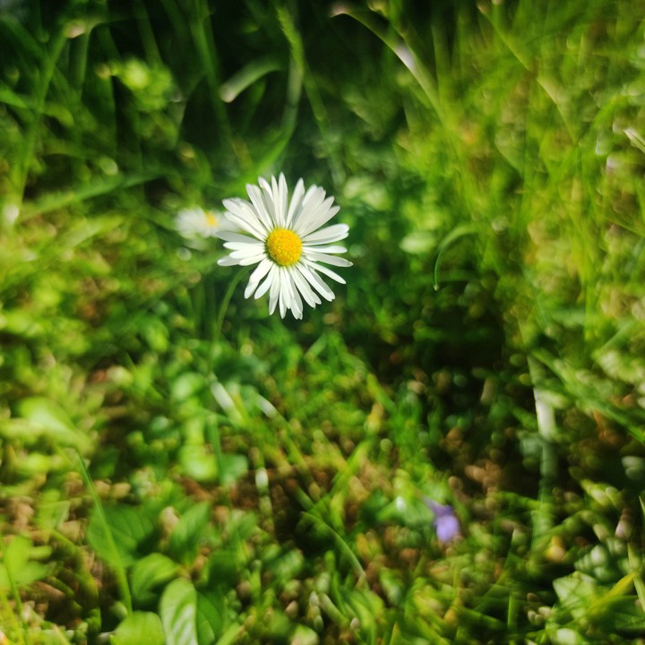Simplement, fleurs, nature.