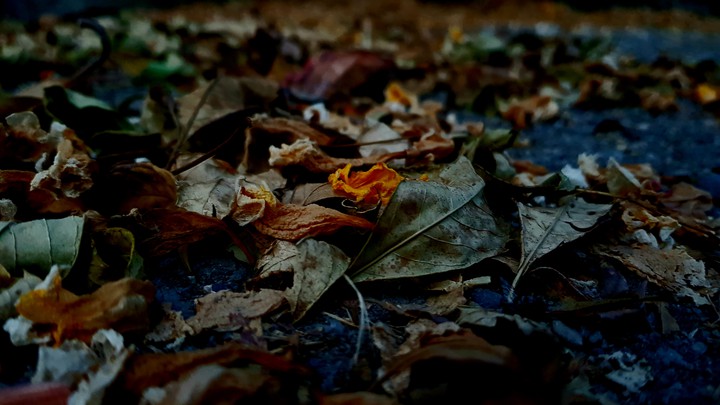leaf.