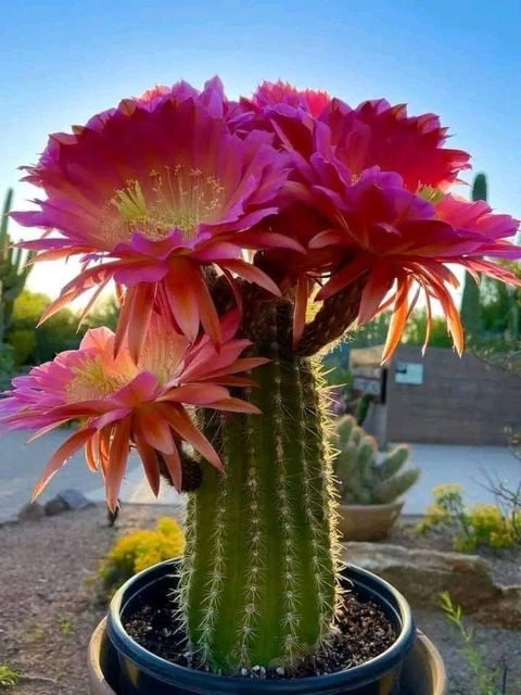Cactus, pink壁纸