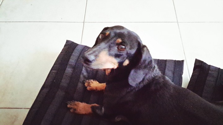 my dog Lisa.