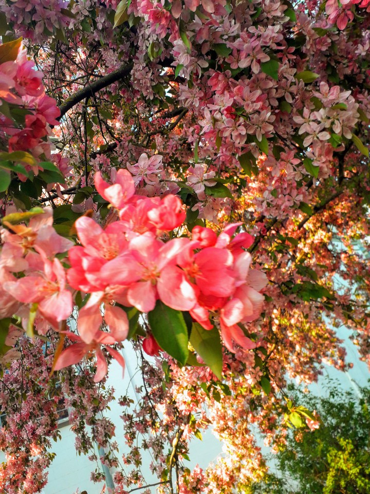 flowers;