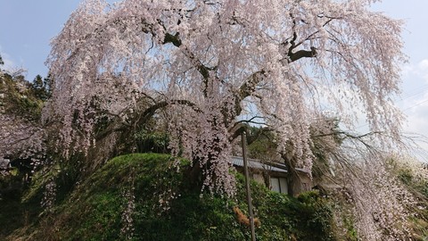 枝垂れ桜