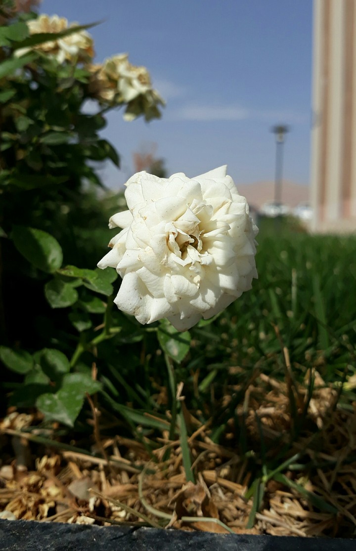 #white #flower #spring #beauty
