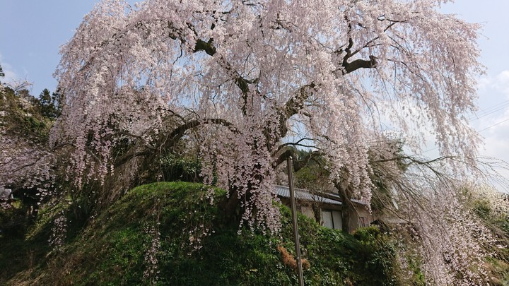 枝垂れ桜