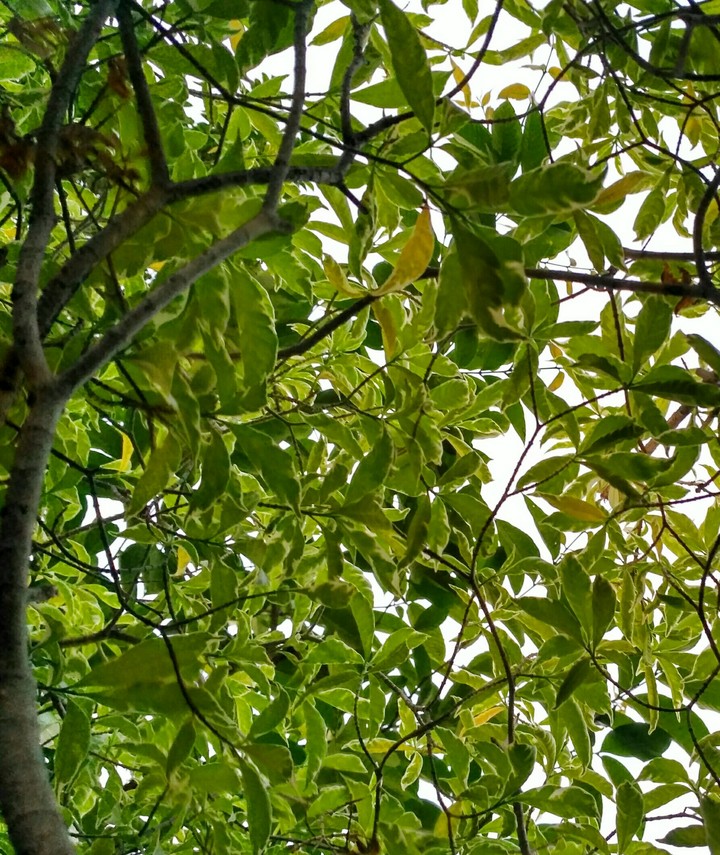 leafy sky