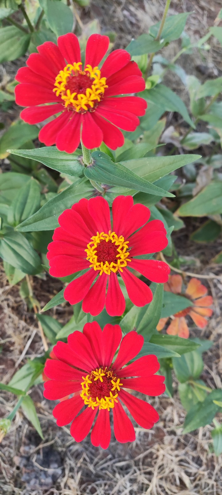 flor red