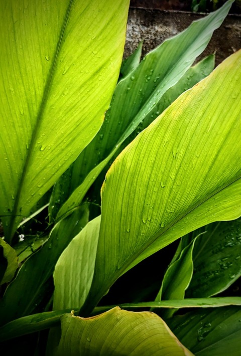 tapety grass, botany