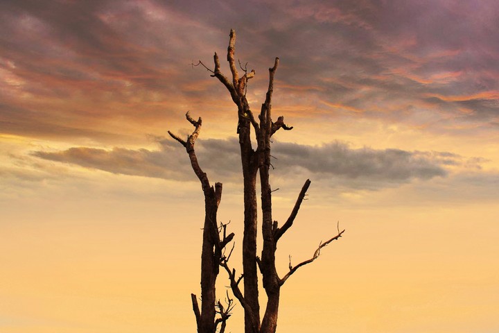 The tree has leaves with the evening sky.