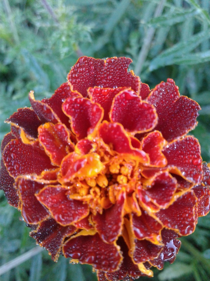 flower