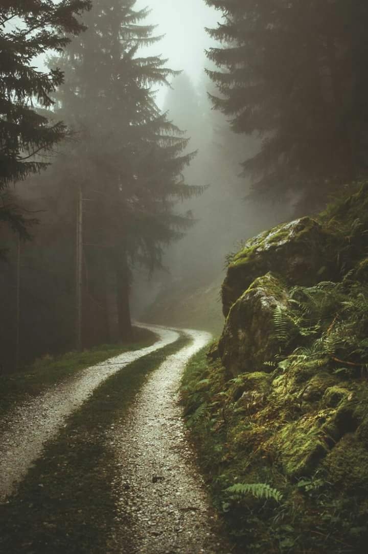 rainy forest...