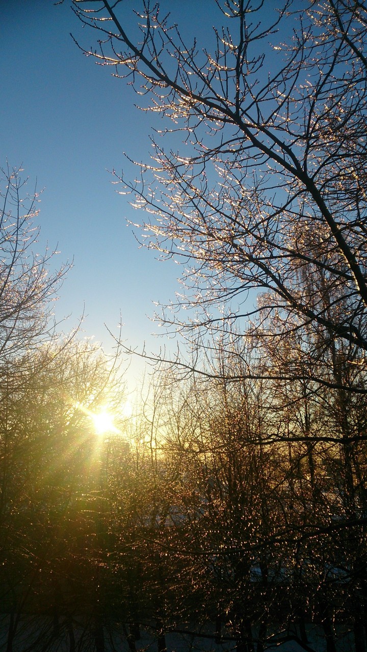 золото зимы ❄