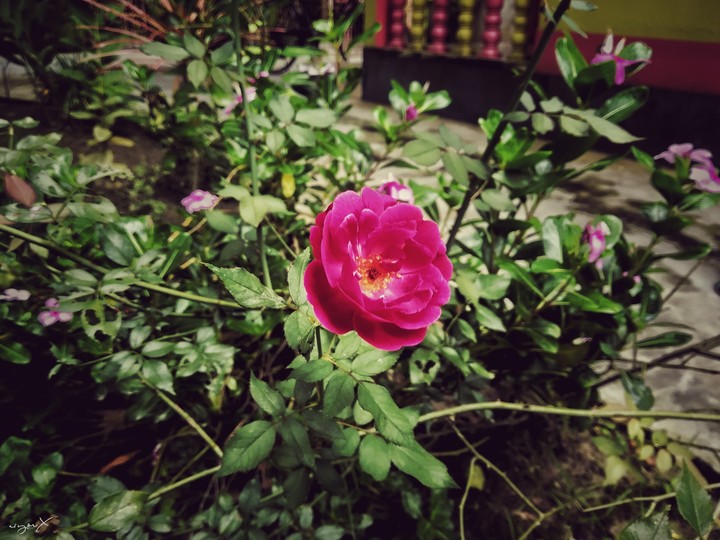 rose