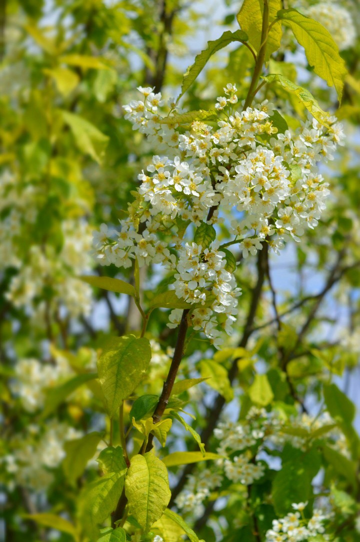 bird-cherry tree