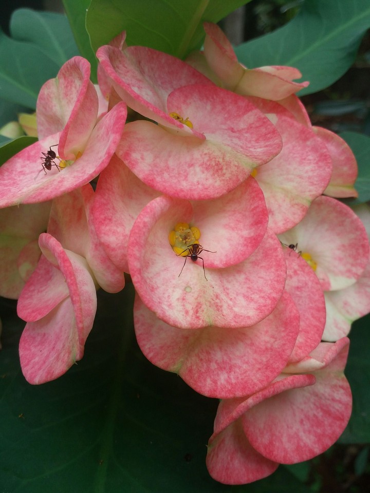 flowers