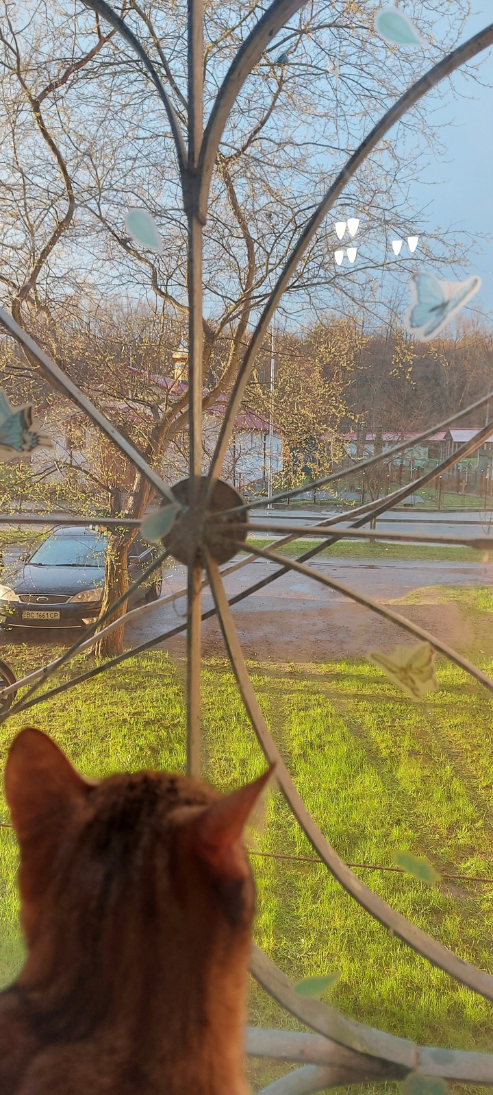 Котик и гроза весной