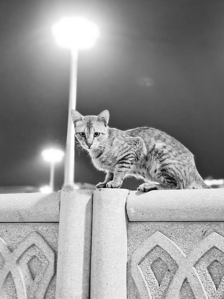 #catonwall #cat #catlovers