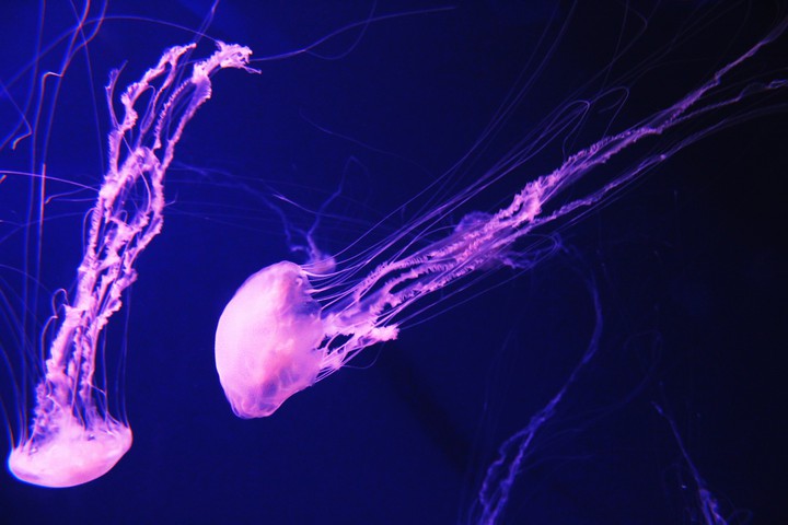 Jellyfish, Sea Aquarium Singapore