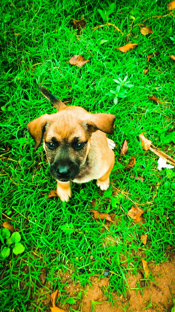 meu cão