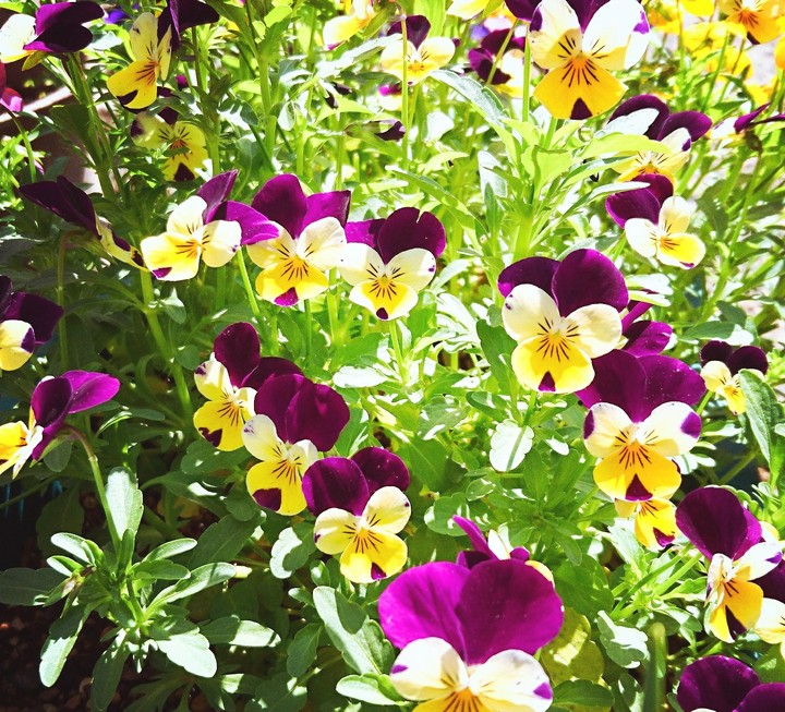 flower