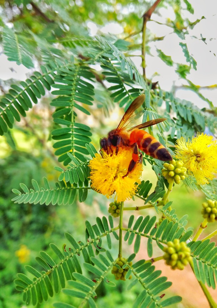 honey bee