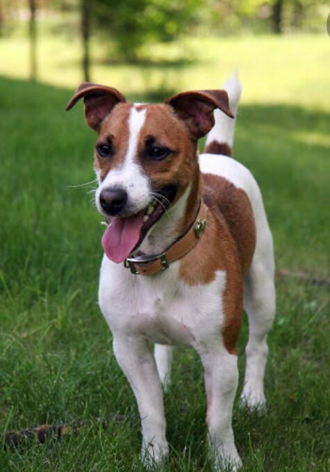 dog