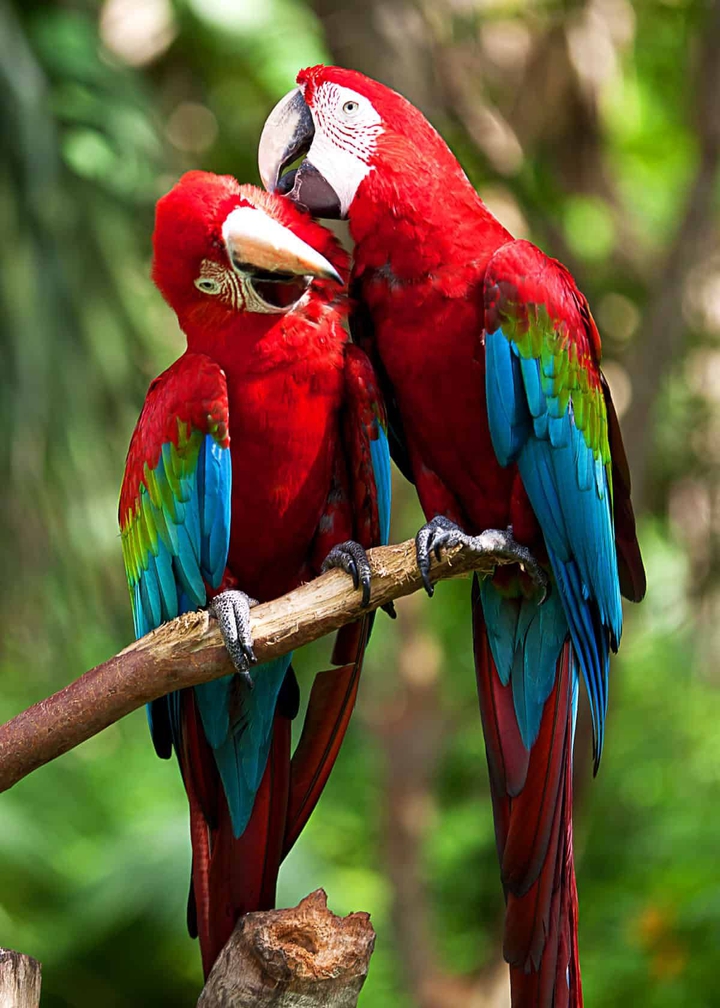 Macaws