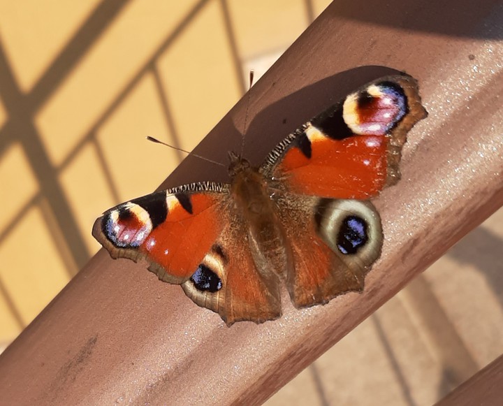 #butterfly
