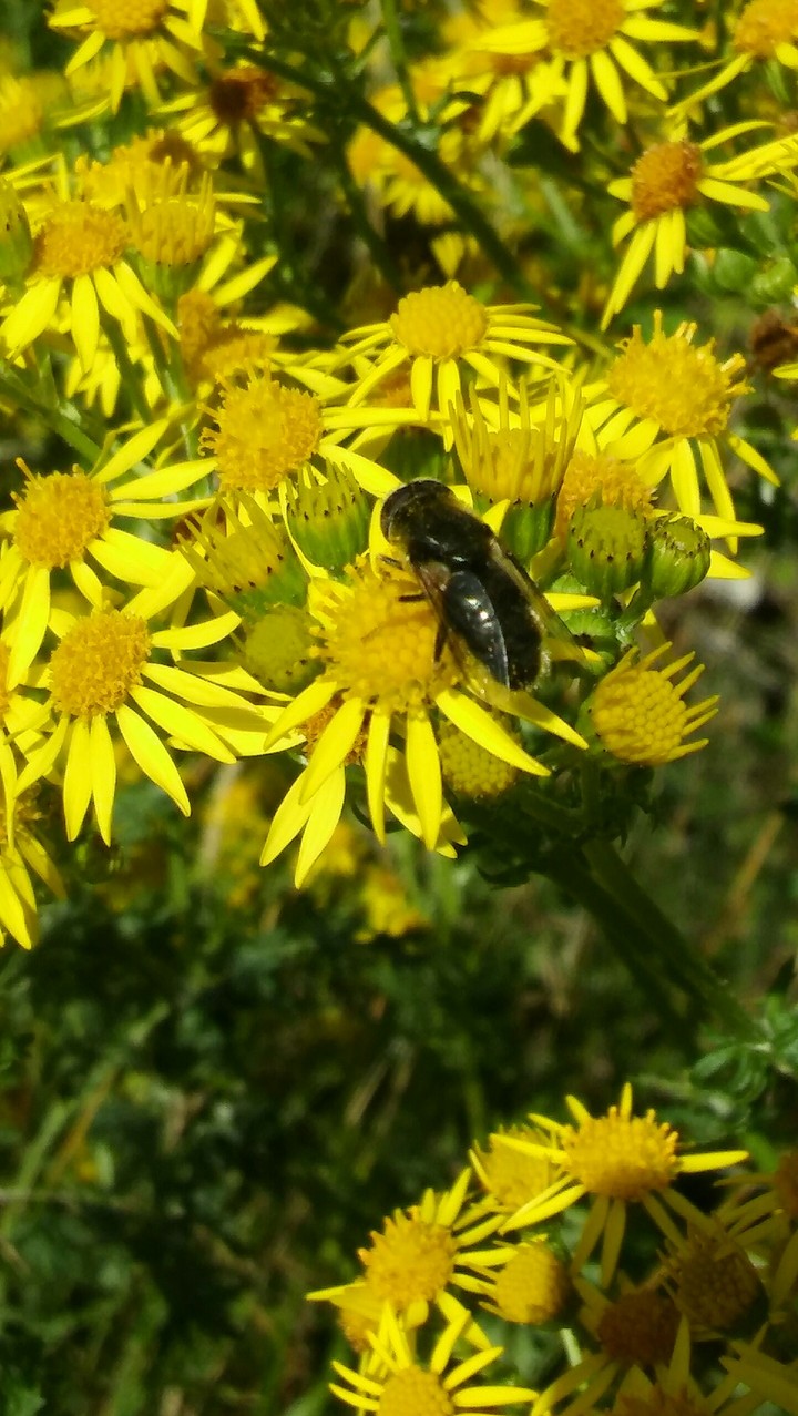 bee and flowers